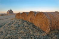 Frosted Mini Wheats