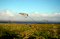 Blowing in the Wind